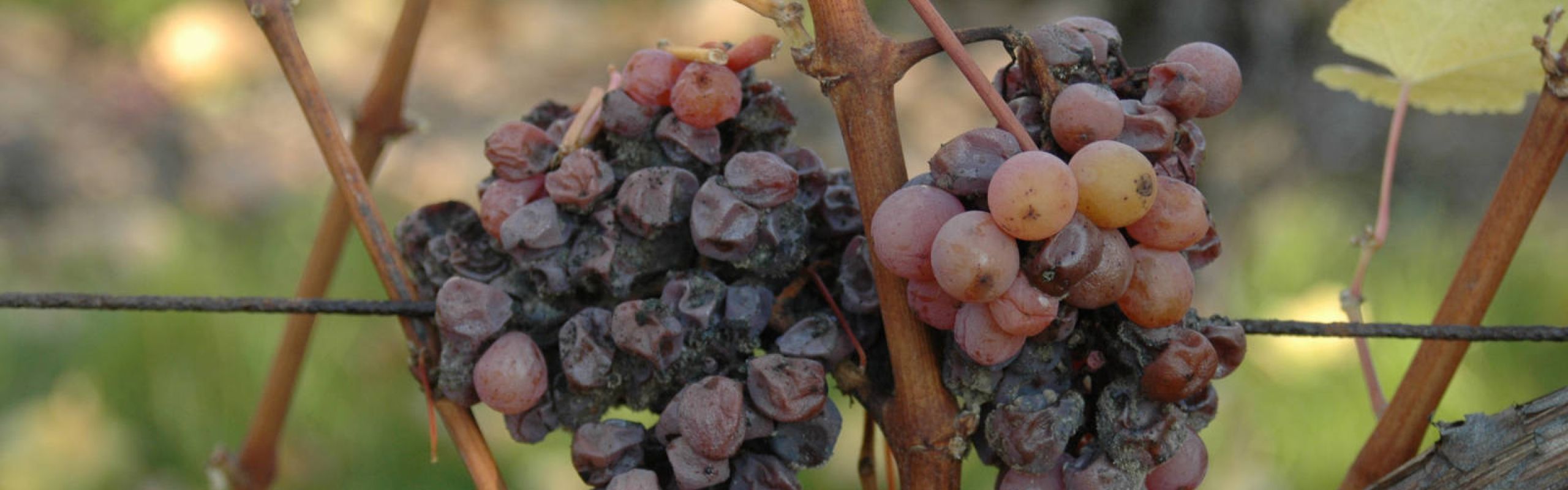 Domaine Théo Meyer, Ammerschwihr, Alsace - Les millésimes