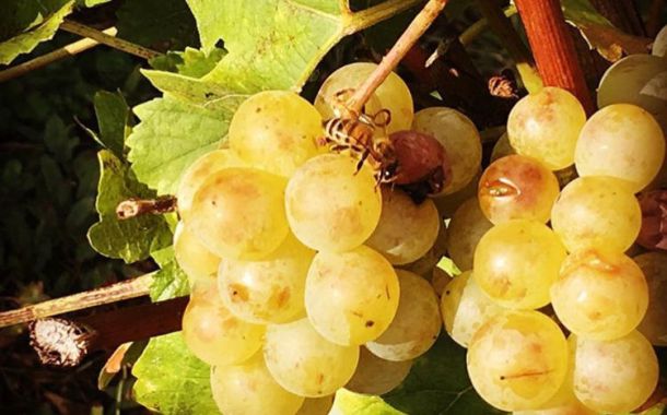 Domaine Théo Meyer et fils, vigneron indépendant à Ammerschwihr en Alsace, engagé envers la biodiversité