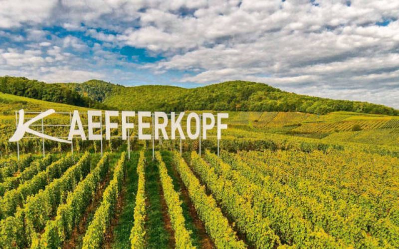Domaine Théo Meyer et fils, vigneron indépendant à Ammerschwihr en Alsace