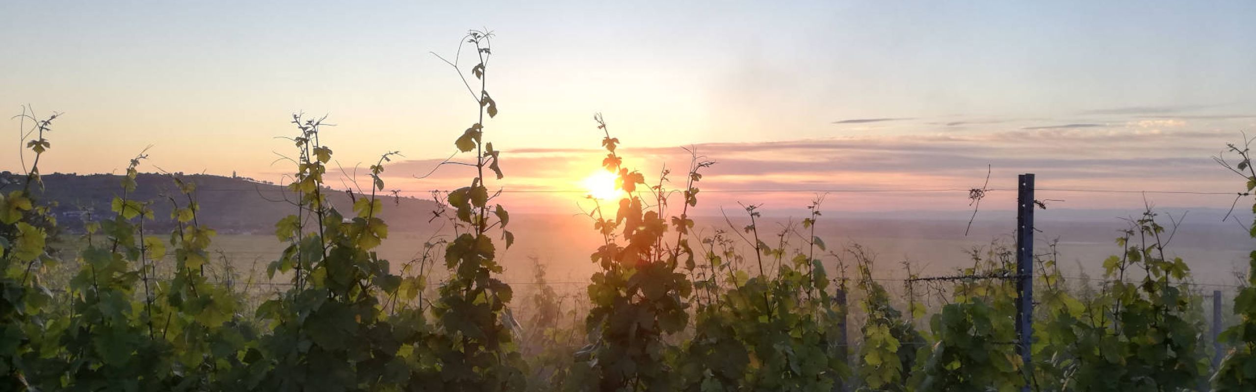 Domaine Théo Meyer, Ammerschwihr, Alsace - Les millésimes