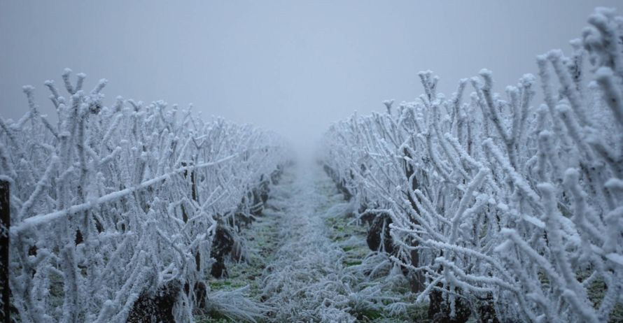 Domaine Théo Meyer, Ammerschwihr, Alsace - Les millésimes