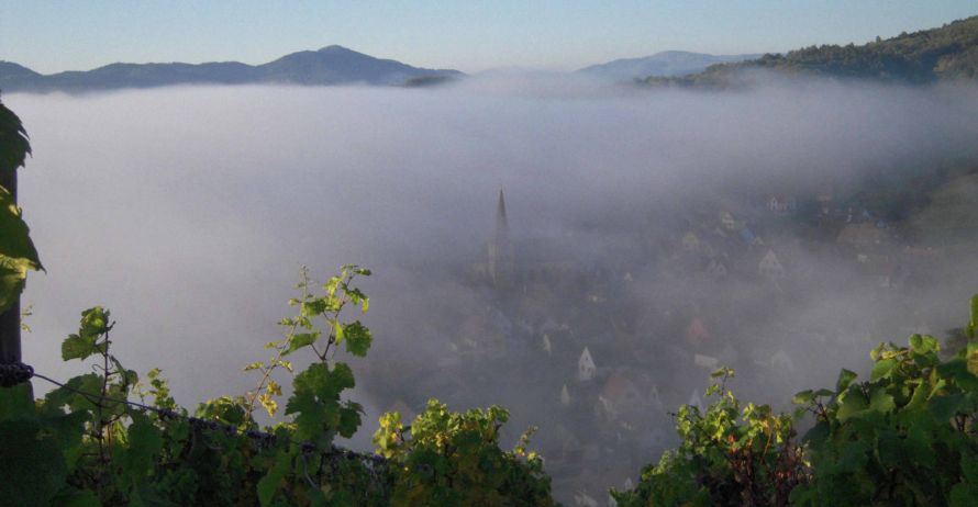 Domaine Théo Meyer, Ammerschwihr, Alsace - Les millésimes