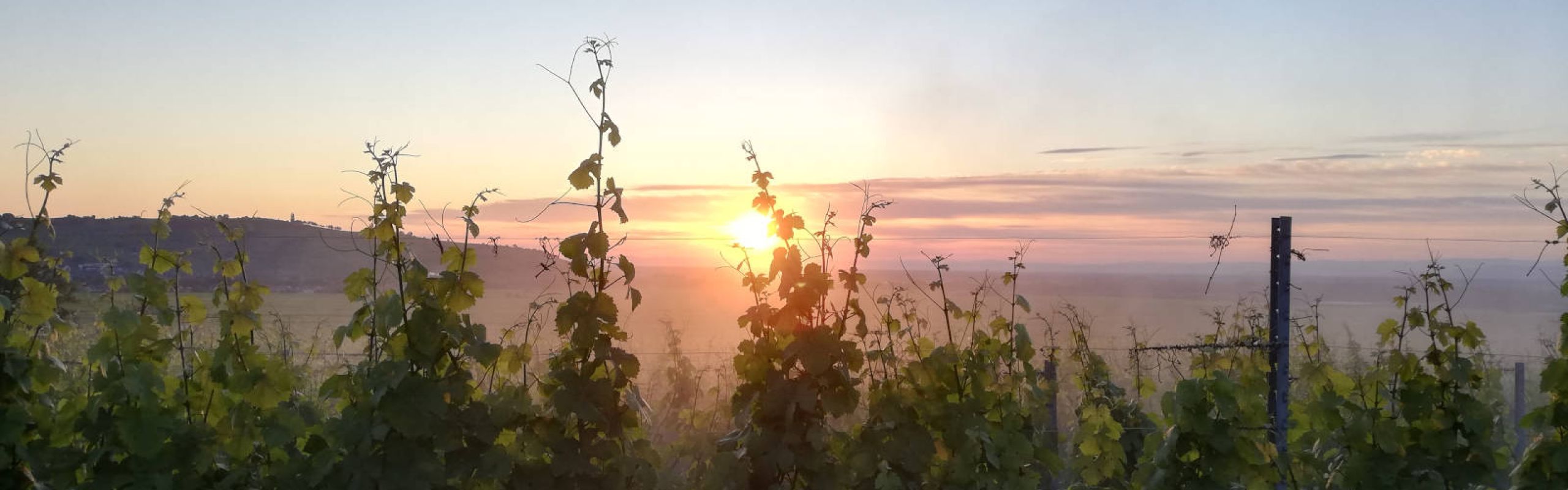 Domaine Théo Meyer, Ammerschwihr, Alsace - Les millésimes